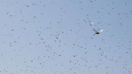 VIDEOS: Una plaga de langostas cubre los cielos en Arabia Saudita y Yemen