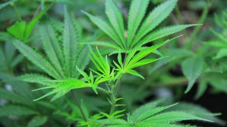 Sirven platos con cannabis en una fiesta escolar en Canadá