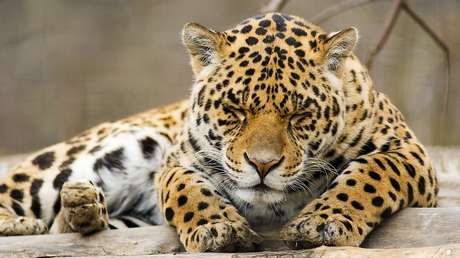 Un conductor británico frena por 'un leopardo muerto' en medio de la carretera, pero le esperaba una sorpresa