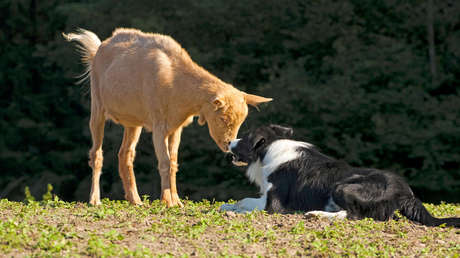 ¿Un perro, una cabra o un alienígena? La nueva ilusión óptica que vuelve locos a los internautas (FOTO)