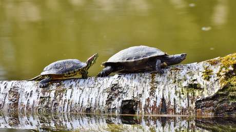 La tortuga que 'asomó la cabeza' tras sobrevivir al meteorito que acabó con los dinosaurios