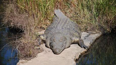 VIDEO: Un leopardo hambriento arrebata dos trozos de carne de las fauces de un cocodrilo