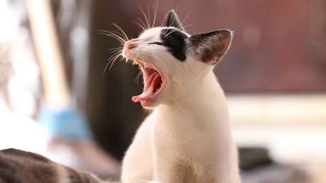 "La peor gata del mundo" encuentra un hogar, pese a sus hábitos 'diabólicos'