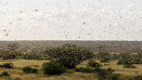VIDEOS: Así de grave es la situación por la plaga de langostas en África Oriental