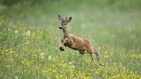 VIDEO: Ese momento en que sales de un McDonald's y te atropella un ciervo