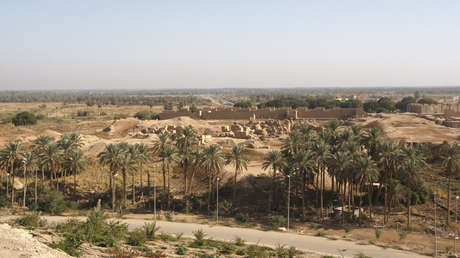 Germinan con éxito 6 palmas datileras plantadas a partir de semillas de hace más de 2.000 años