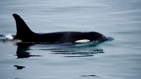 VIDEO: Orcas rodean a un "monstruoso" tiburón blanco para atacarlo