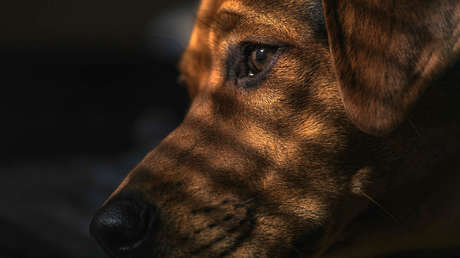 VIDEO: Un perro contempla ensimismado el incendio que provocó por accidente en casa