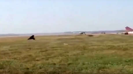 VIDEO: Empleado de un aeropuerto se disfraza de oso para ahuyentar a los monos de la pista de aterrizaje