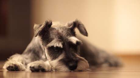 "Es mi familia": Un hombre gastará 45.000 dólares en una cirugía revolucionaria para salvar a su perro