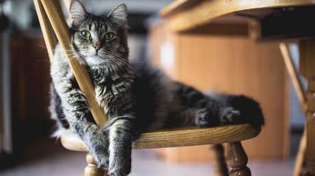 ¿Tienes alergia a los gatos? Científicos descubren que podría ser su arma defensiva