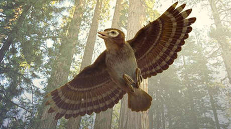 FOTOS: Descubren el fósil de una ave con dientes preservado en un ámbar datado del Cretácico