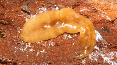 'Obama nungara', la lombriz "depredadora" argentina que invade a varios países de Europa