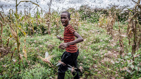 La peor plaga de langostas del desierto en las últimas décadas pone en jaque la alimentación de millones de personas en África oriental