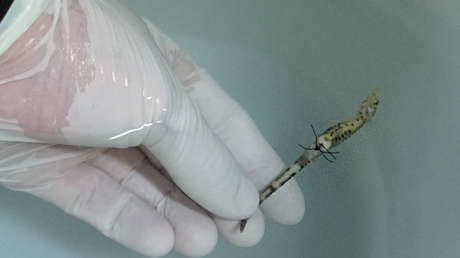 VIDEO: Veterinarios de España salvan a un caballito de mar con una microcirugía