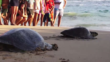 VIDEO: Liberan en México a tortugas intoxicadas por una marea roja