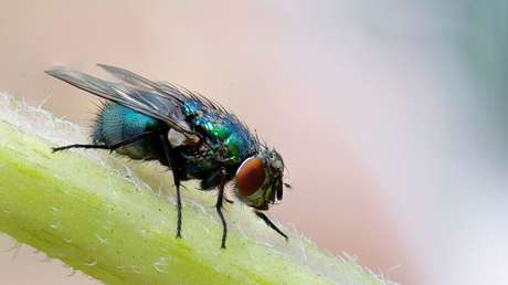 VIDEO: Un niño se come dos moscas durante una entrevista en directo
