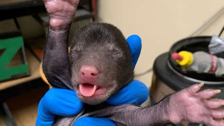 VIDEO: Un perro 'regala' a sus dueños una cría de oso