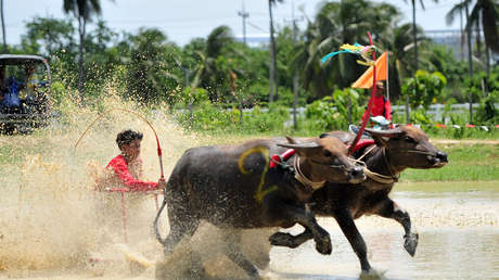 VIDEO: Un corredor de carreras con búfalos bate un récord y calculan que podría ser más rápido que Usain Bolt