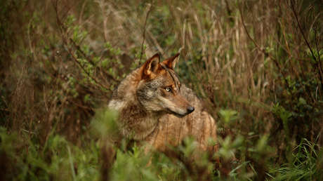 Un hombre vive 3 años con lo que creía era una perra, pero resulta ser un depredador salvaje