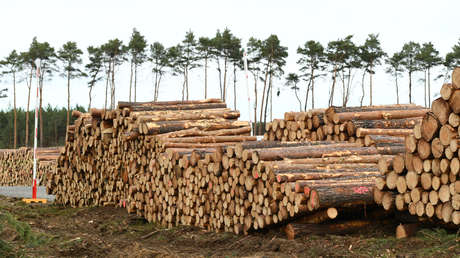 La Justicia alemana ordena a Tesla detener la tala de un bosque donde planea construir su Gigafábrica europea