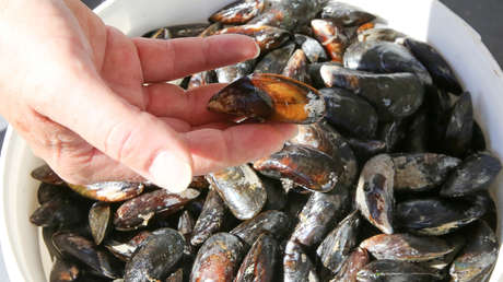 Cientos de miles de mejillones se 'cuecen' hasta la muerte en una playa de Nueva Zelanda (VIDEO)