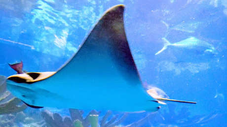 FOTOS: La única mantarraya rosa conocida del mundo es captada cerca de una isla australiana