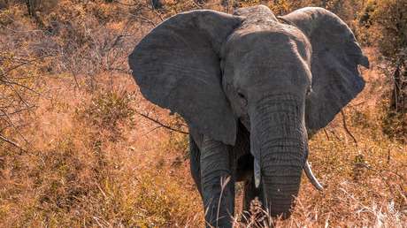 VIDEO: Un elefante sorprende al usar tranquilamente una escalera peatonal para subir una pendiente