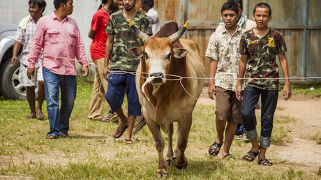 VIDEO: Un toro salta a las gradas y embiste a una mujer durante un espectáculo en Tailandia