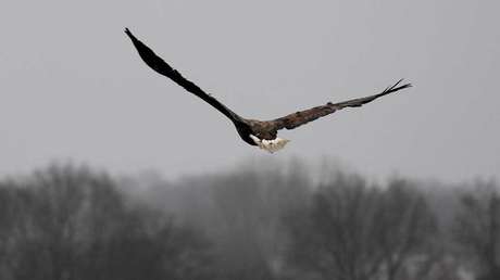 FOTOS: Dos águilas torturan a un murciélago como parte de su ritual de caza