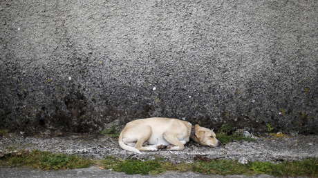 Una perrita preñada salva a sus amos de una cobra letal a costa de su propia vida