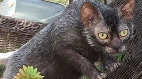 FOTOS: Lobo, el gato que no parece un gato