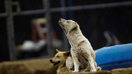 FOTOS: Un perrito callejero interrumpe la sesión de fotos de una joven y se roba el corazón de la Red
