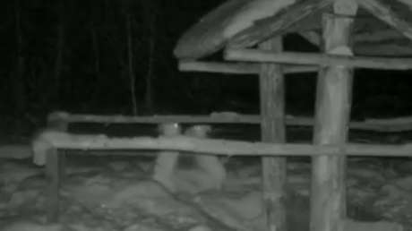 VIDEO: Dos liebres luchan en un épico combate a lo 'Mortal Kombat'