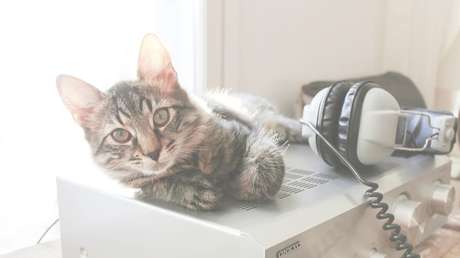 La música felina calma a los gatos más que la clásica (y puede escucharla aquí)