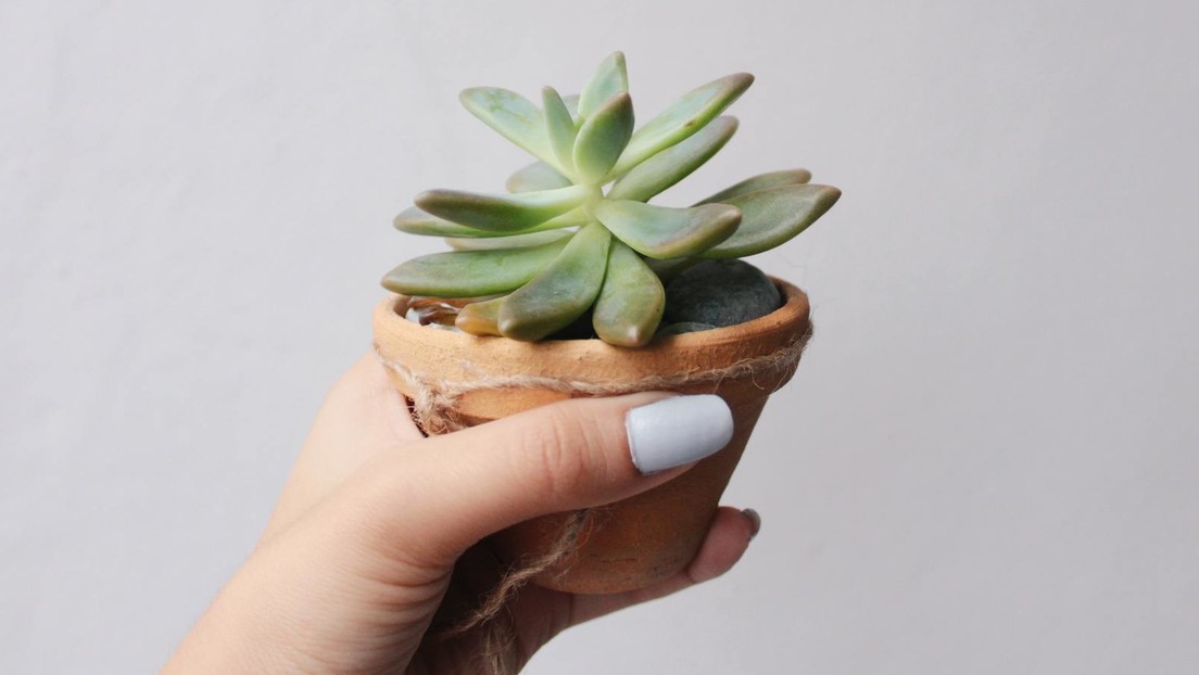 Cuida una planta durante dos años sin darse cuenta de que era de plástico (FOTOS)