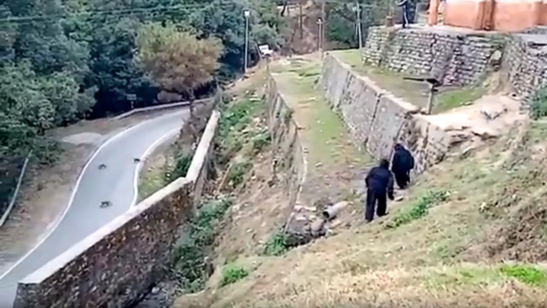 VIDEO: Policías indios se disfrazan de osos para ahuyentar a una manada de monos 'invasores'