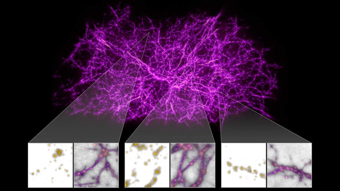 Una primitiva especie de moho ayuda a los astrónomos a mapear las macroestructuras del universo