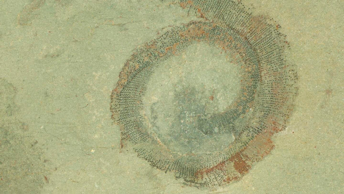 Dos aficionados resuelven un enigma de 50 años y descubren un nuevo género de gusano