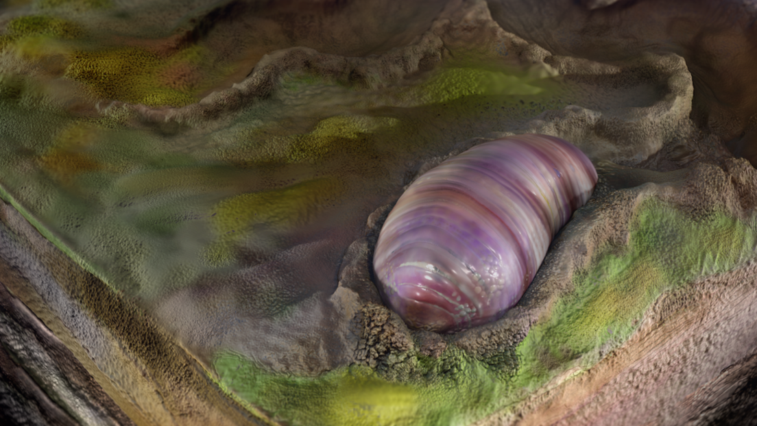 Hallan en Australia restos del que pudo ser el primer antepasado de muchos animales modernos