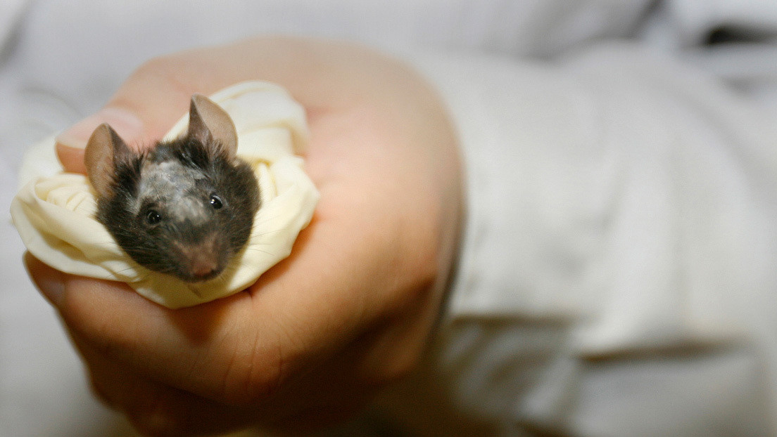 Un chino fallece a causa de hantavirus y desata el pánico en las redes: ¿qué tipo de enfermedad es y hay razones para preocuparse?