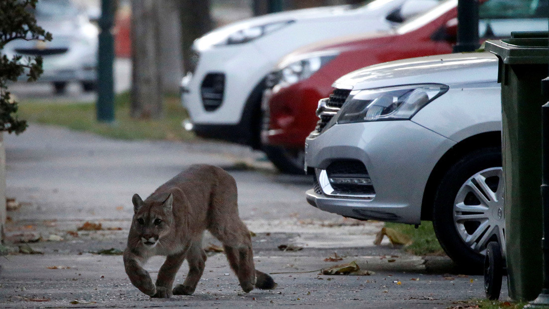VIDEO: Un puma silvestre deambula por las calles de Santiago de Chile en plena cuarentena por el coronavirus