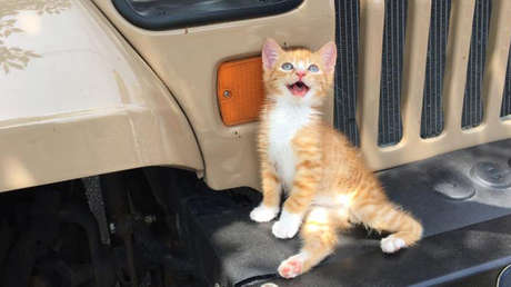 FOTOS, VIDEO: Un gatito parapléjico que no podía ni ponerse de pie crece hasta convertirse en un felino que trepa y juega