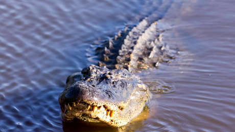FOTO: Rescatan a un caimán de un sótano en el que permaneció 25 años en cautiverio en EE.UU.