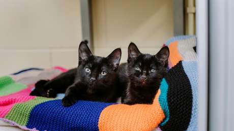 Un gatito 'abraza' a su hermano ciego para salvarle de morir congelado (FOTO)