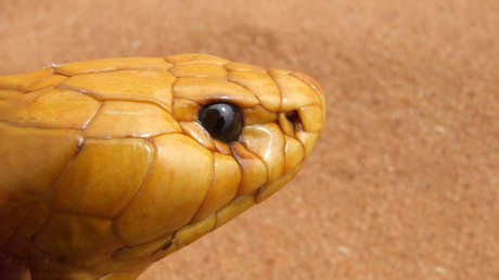 VIDEO: Una valiente ardilla se enfrenta a una cobra gigante para proteger a sus crías (y gana la batalla)