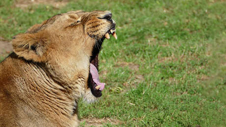 Capaz de destrozar huesos: así era el insólito león marsupial que habitó Australia hace decenas de millones de años