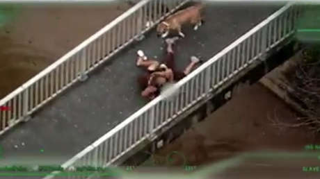 VIDEO: Un transeúnte que pasea a su perro derriba a un fugitivo que escapaba de la Policía