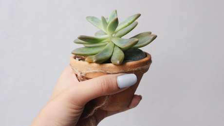 Cuida una planta durante dos años sin darse cuenta de que era de plástico (FOTOS)