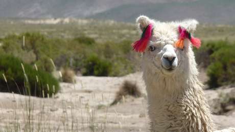 Un hombre se planta con una llama vestida con un esmoquin en la boda de su hermana y la reacción de esta se vuelve viral (FOTOS)